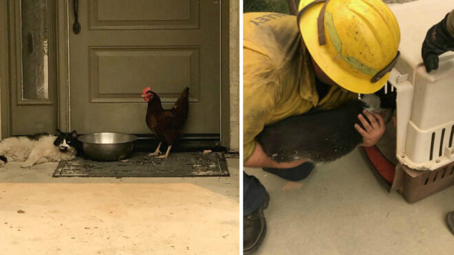 cat-chicken-wildfire