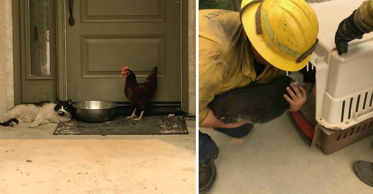 cat-chicken-wildfire