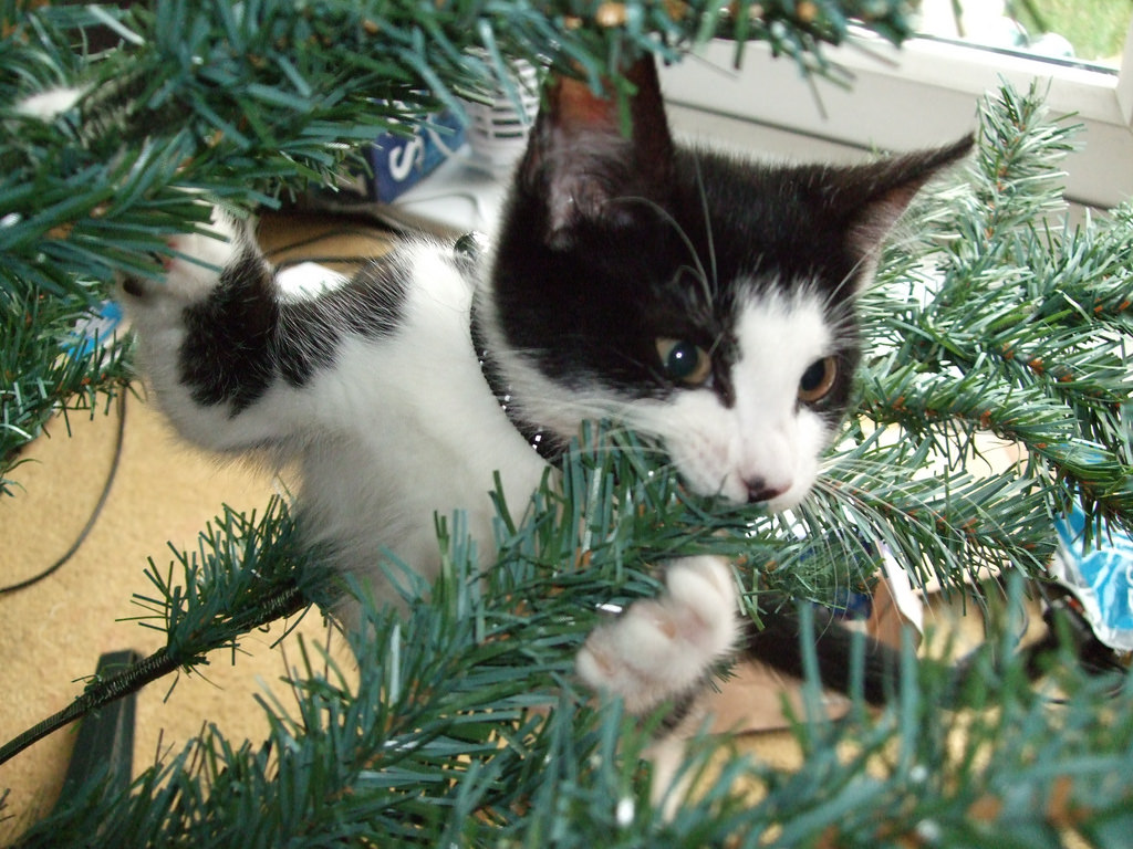 cat-christmas-tree.jpg