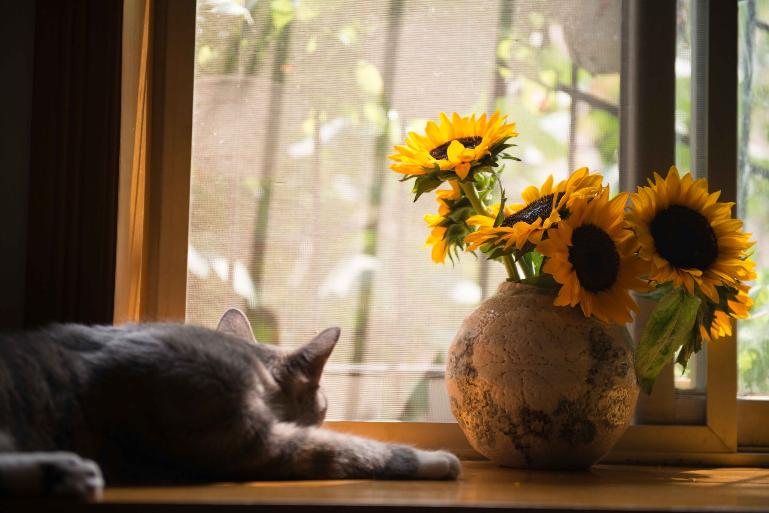 cat-colors-daylight-674580.jpg
