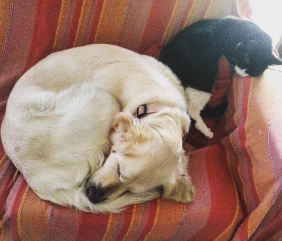 cat-dog-curled-up.jpg