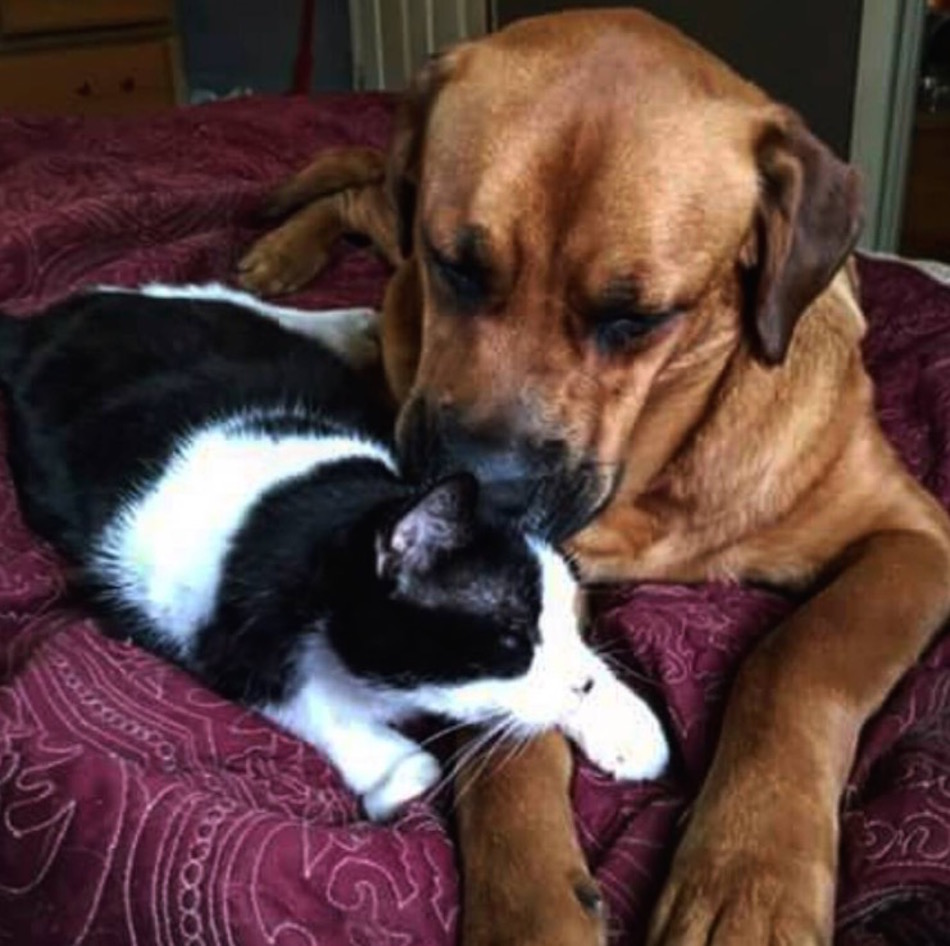 cat-dog-kissy.jpg