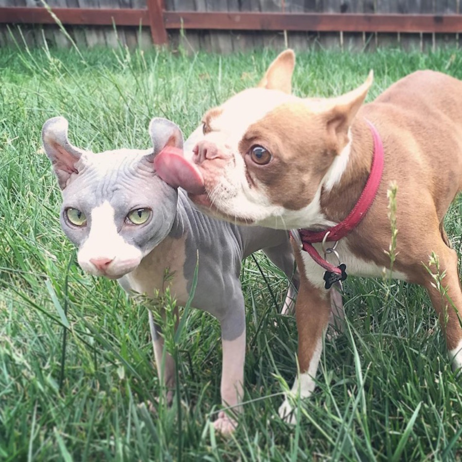 cat-dog-lick.jpg