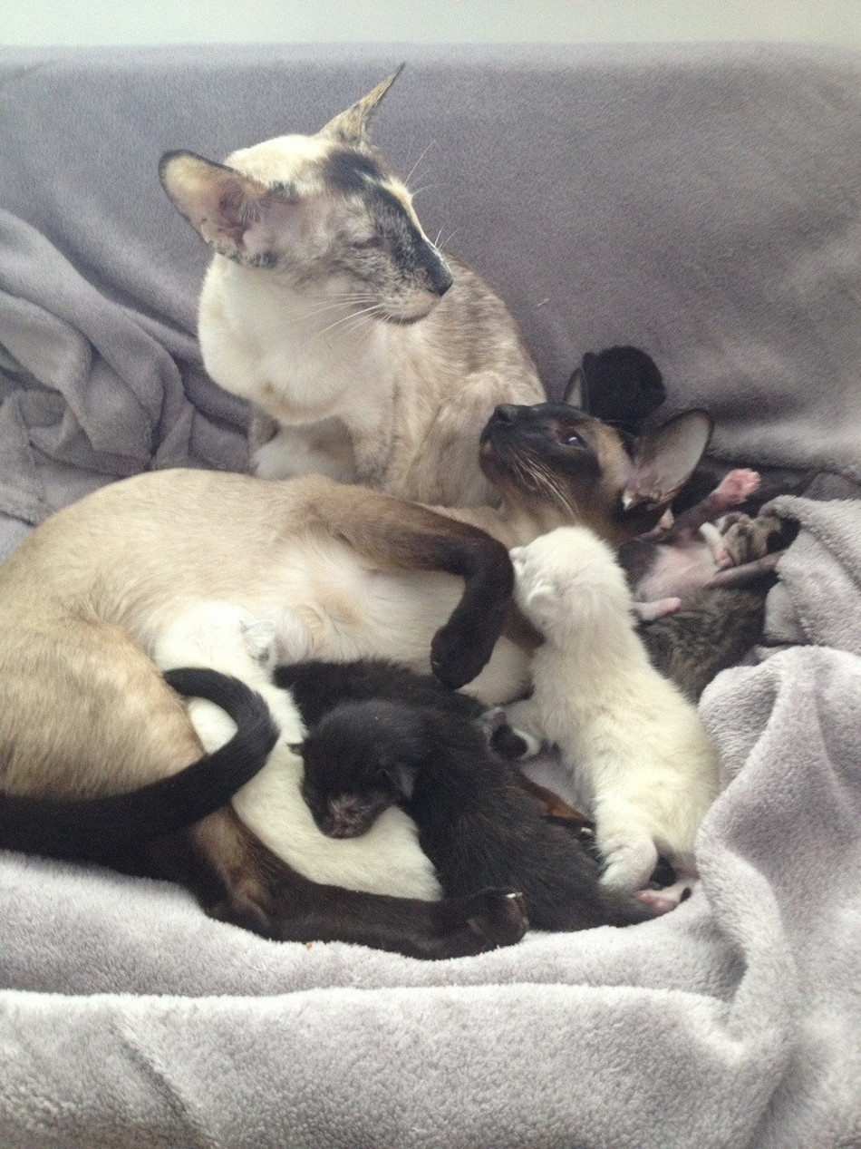 cat-family.jpg