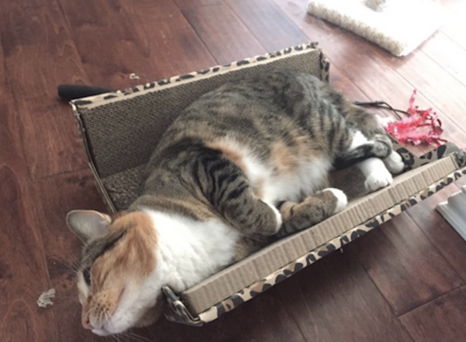 cat-gallery-2.jpg