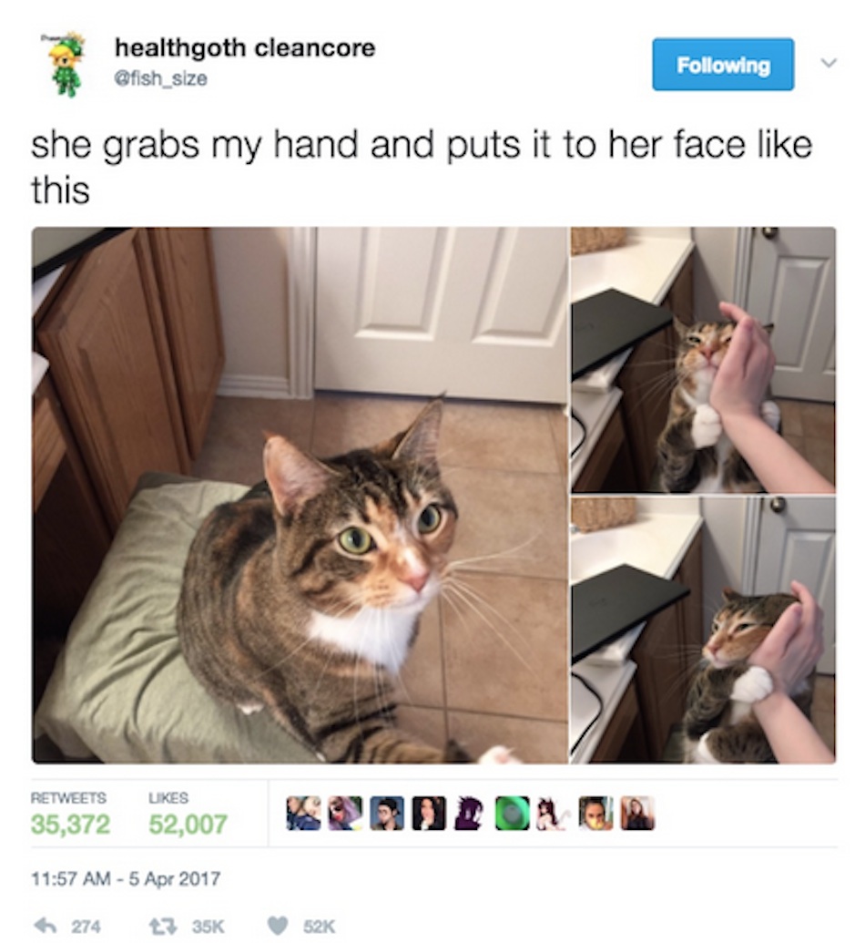 cat-gallery-twitter.jpg