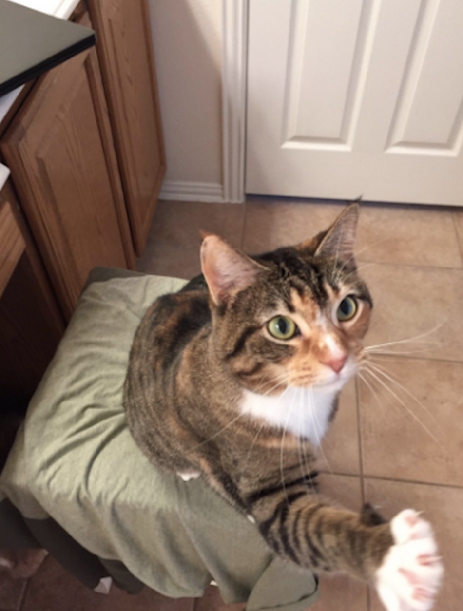 cat-hand-234.jpg