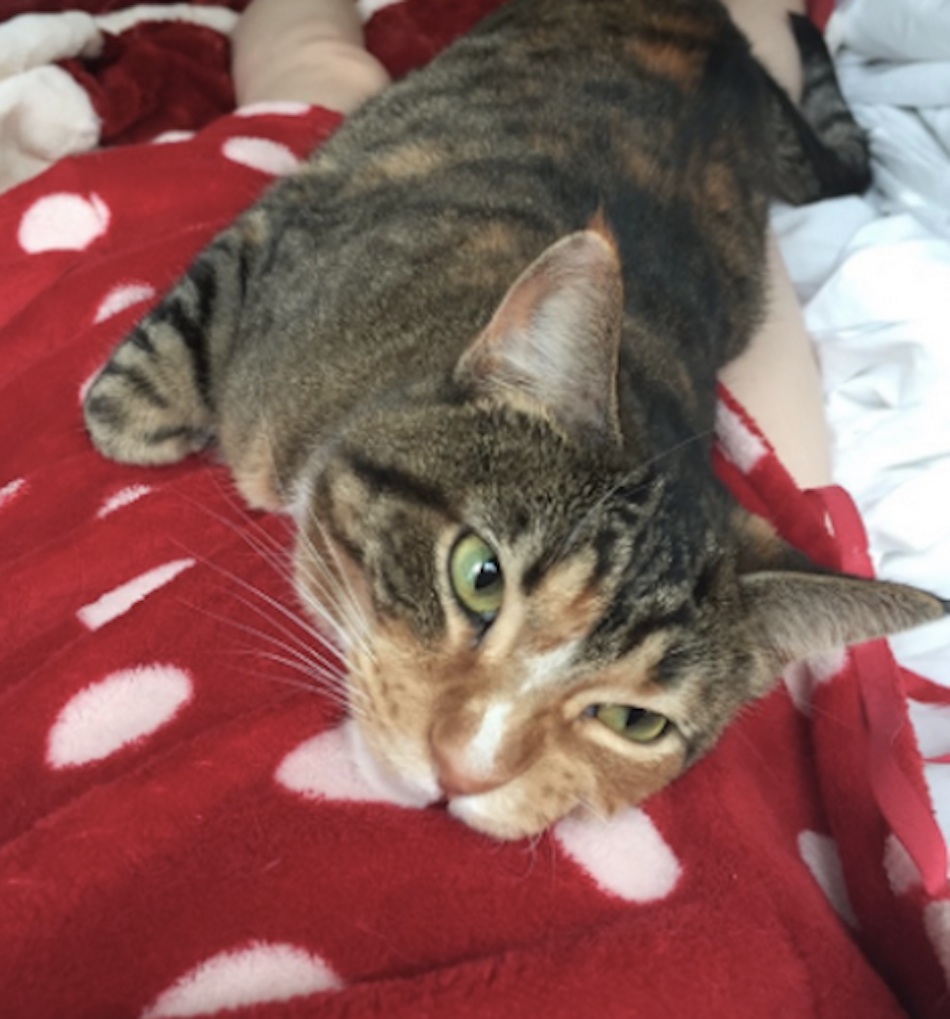 cat-hand-235825.jpg