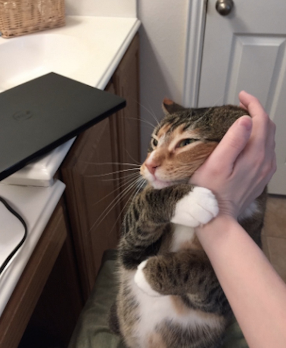 cat-hand-3.jpg