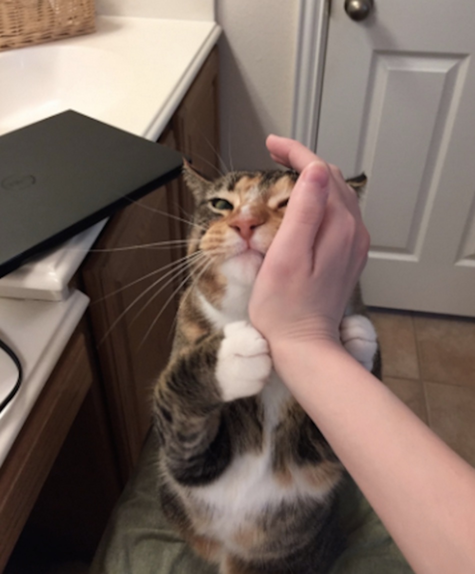 cat-hand.jpg