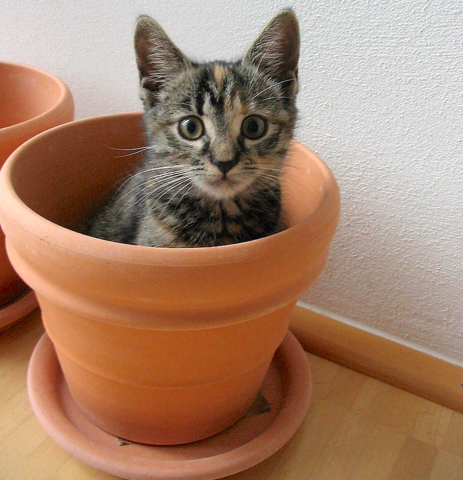 cat-in-pot.jpg