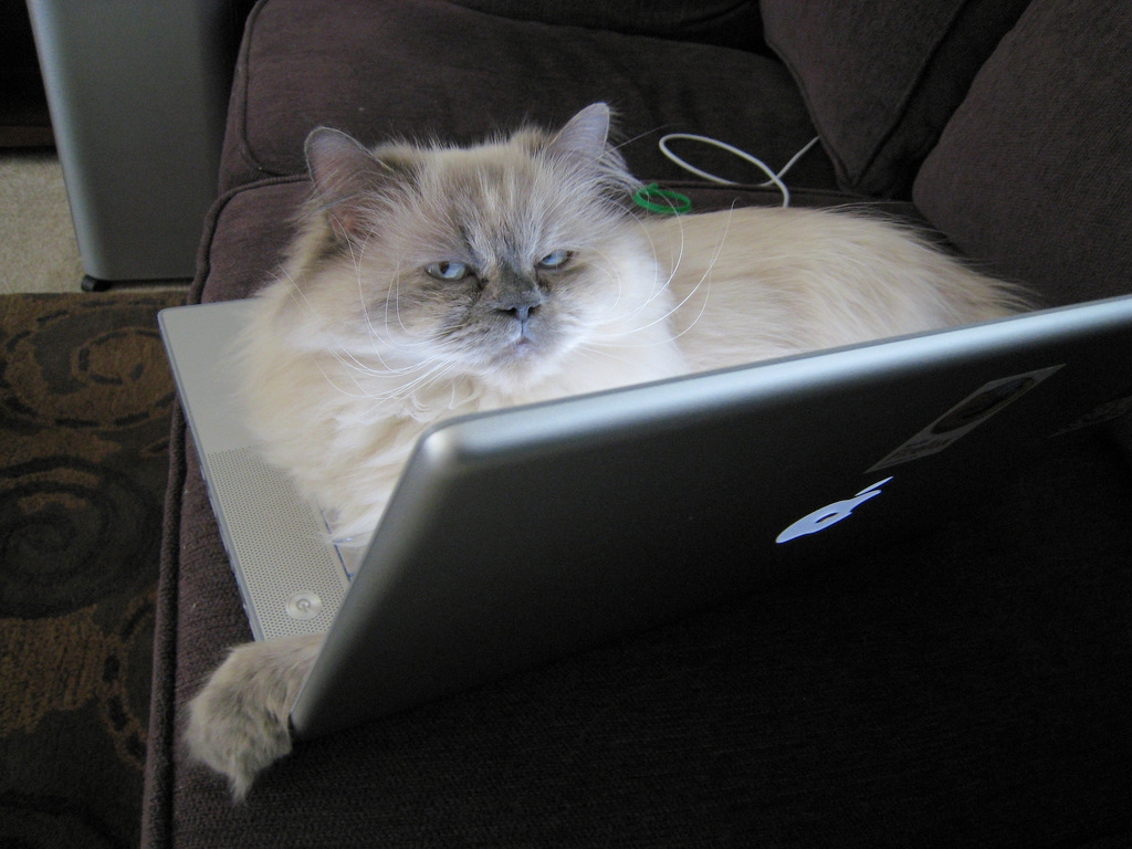 cat-laptop.jpg