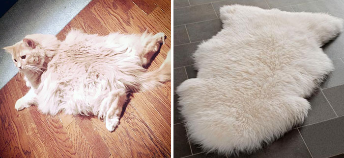 cat-looks-like-other-thing-lookalikes-celebrities-111__700.jpg