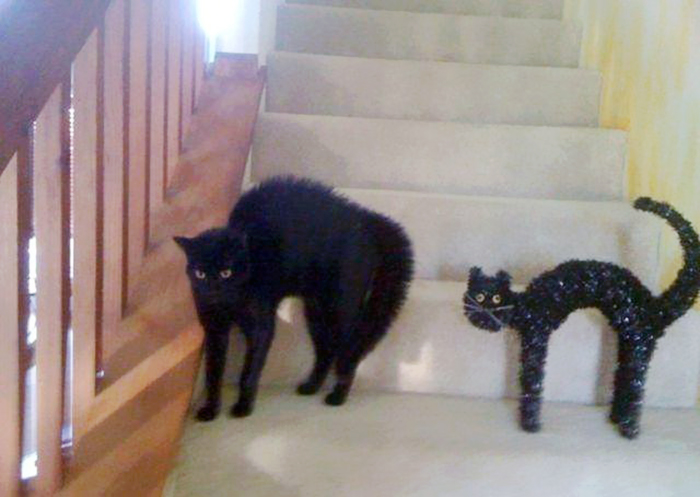 cat-looks-like-other-thing-lookalikes-celebrities-12__700.jpg
