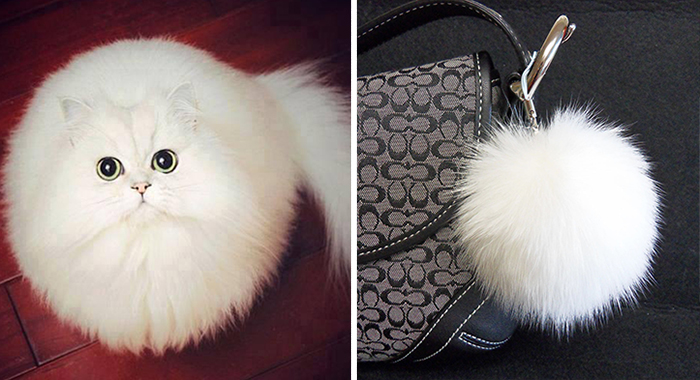 cat-looks-like-other-thing-lookalikes-celebrities-1__700.jpg