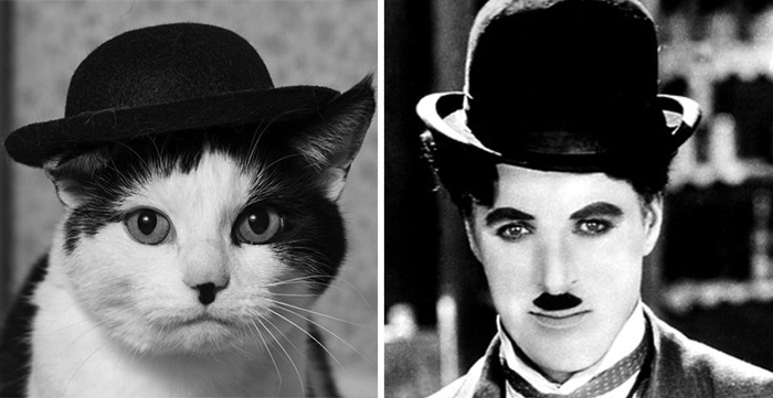 cat-looks-like-other-thing-lookalikes-celebrities-23__700.jpg
