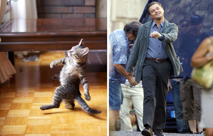 cat-looks-like-other-thing-lookalikes-celebrities-2__700.jpg