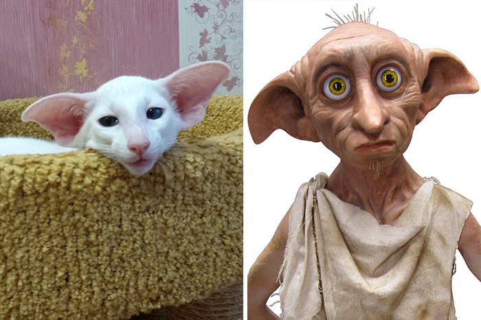cat-looks-like-other-thing-lookalikes-celebrities-39__700.jpg