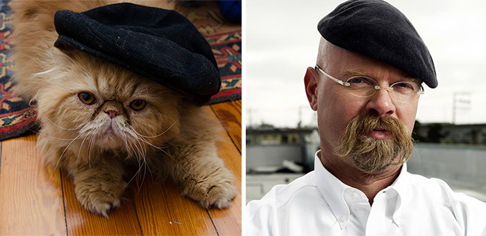 cat-looks-like-other-thing-lookalikes-celebrities-43__700.jpg