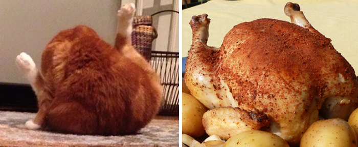 cat-looks-like-other-thing-lookalikes-celebrities-7__700.jpg
