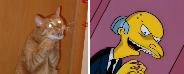 cat-looks-like-other-thing-lookalikes-celebrities-9__700.jpg