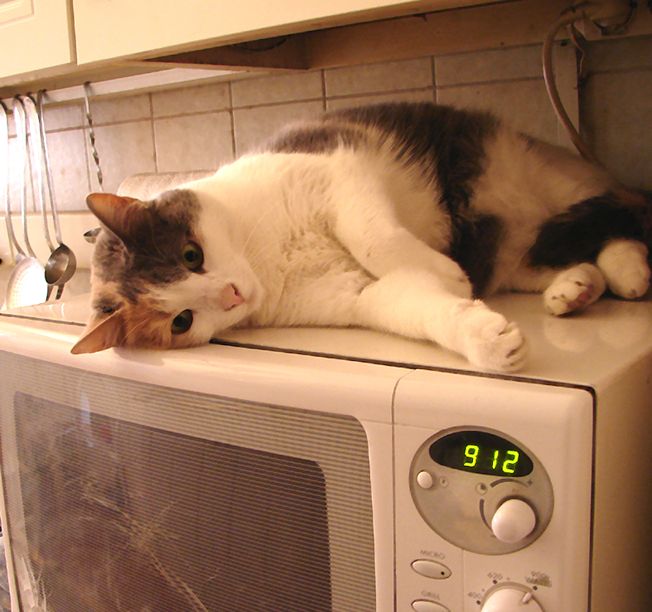 cat-microwave.jpg