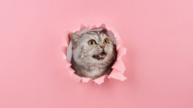 kitten screaming with fangs in a wrapped hole in the pink cardboard closeup