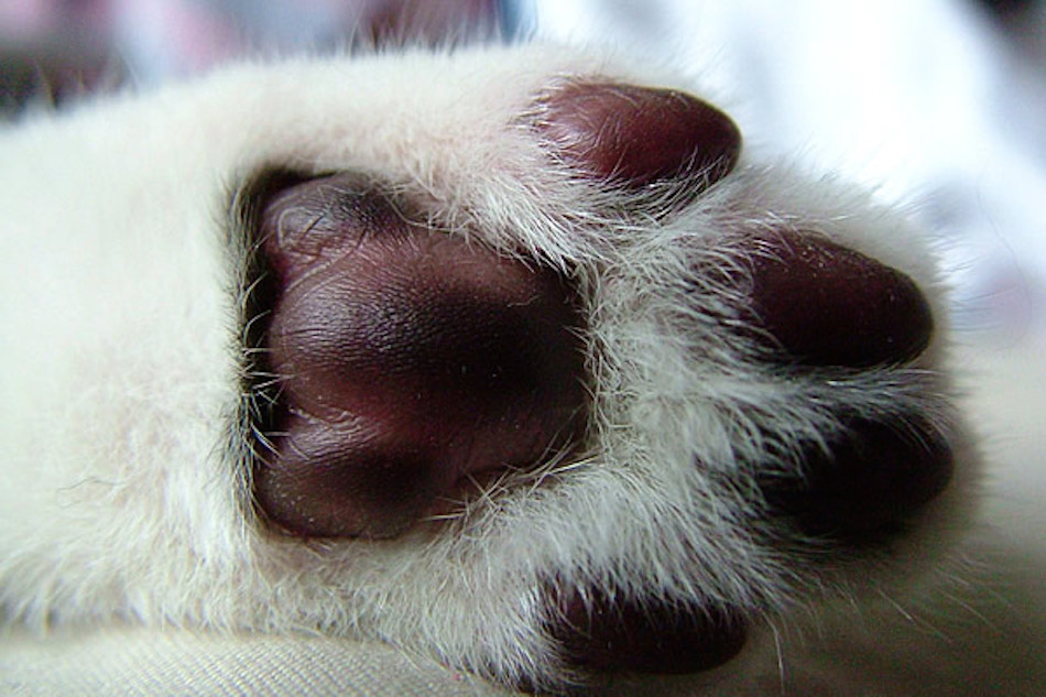 cat-paw.jpg