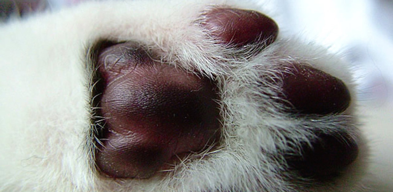 cat paw