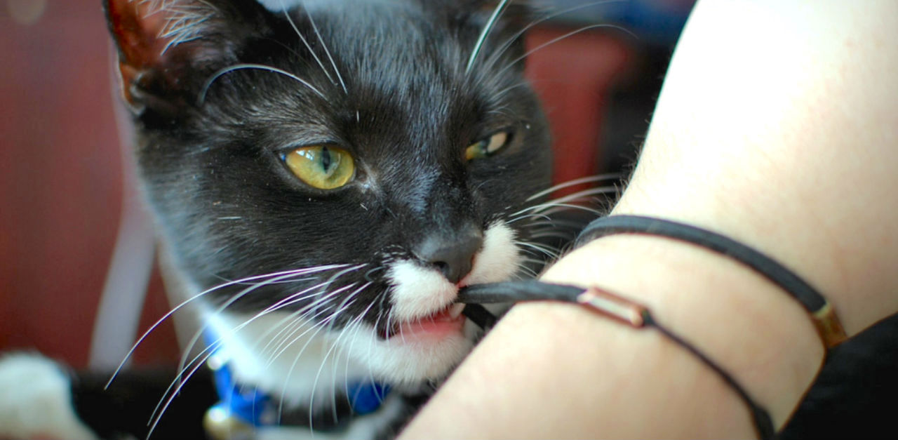 Cat owners thumbnail