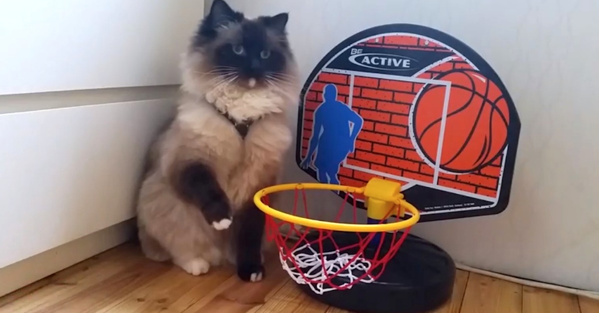 cat plays basketball