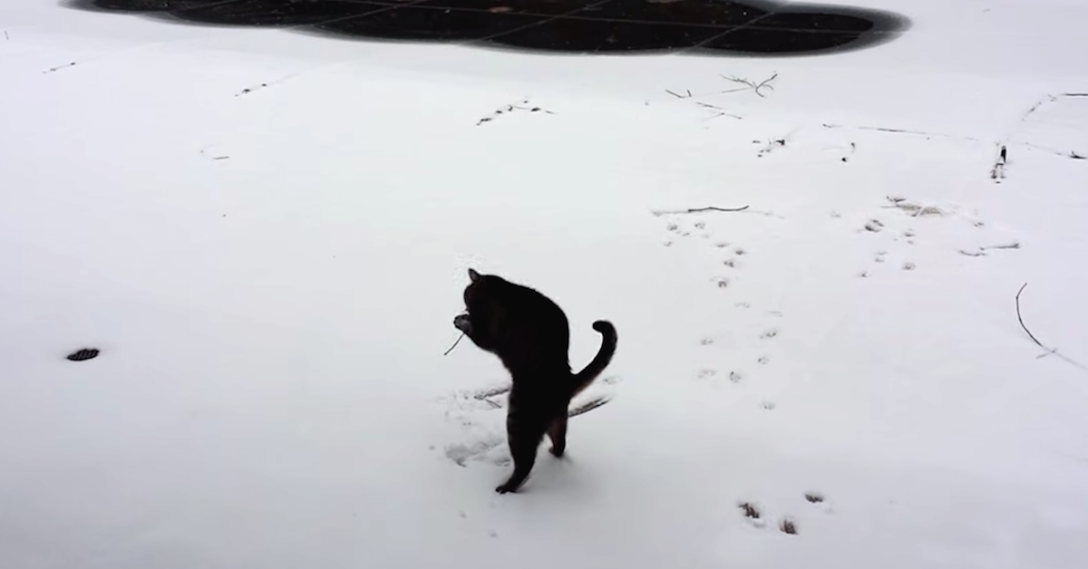 cat plays in snow 2