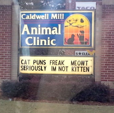 cat-puns-400x398-1.jpg