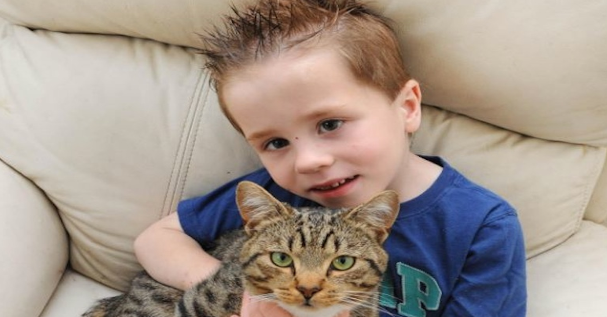 cat-saves-boy-feature