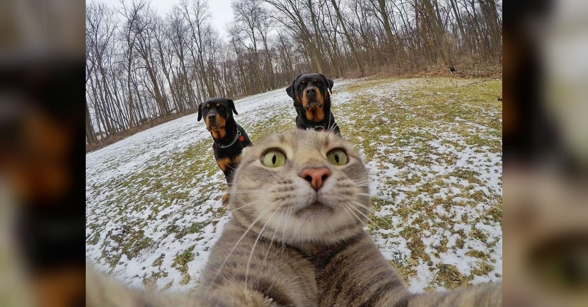 cat-selfie