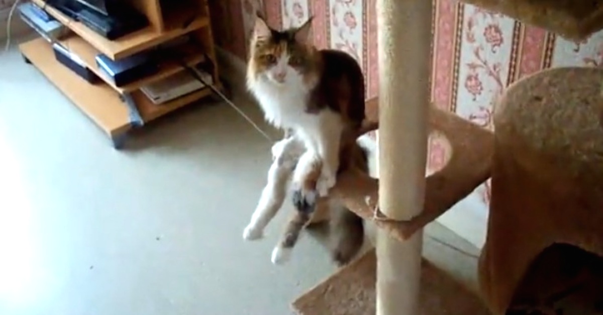 cat sits like a human