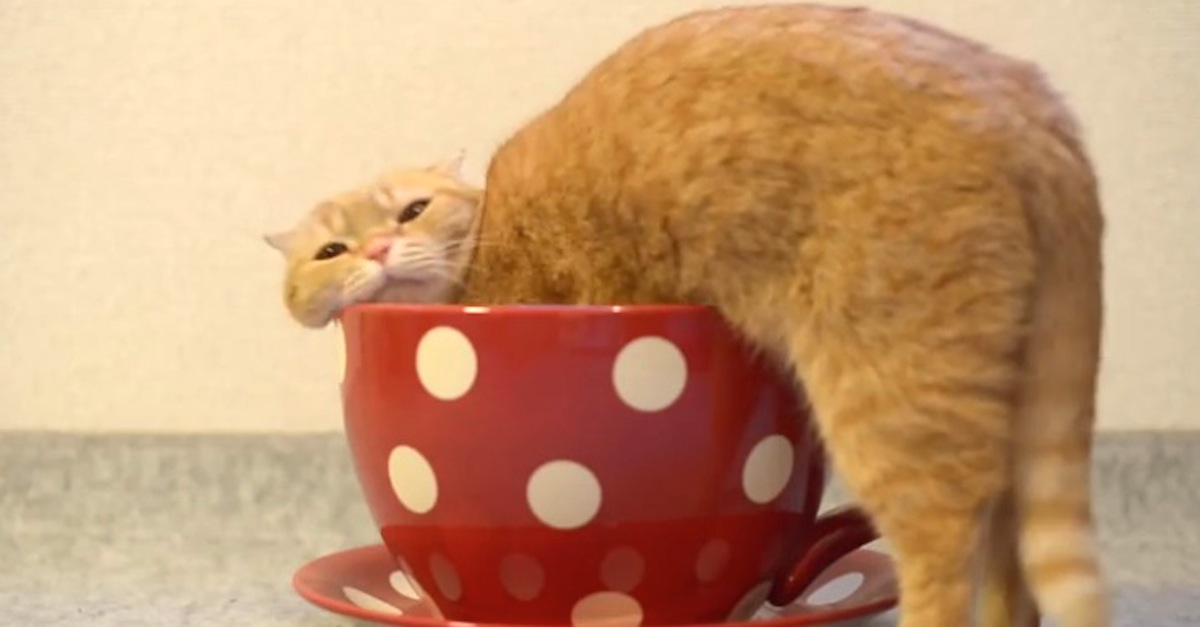 cat sleeps in coffee cup adorable