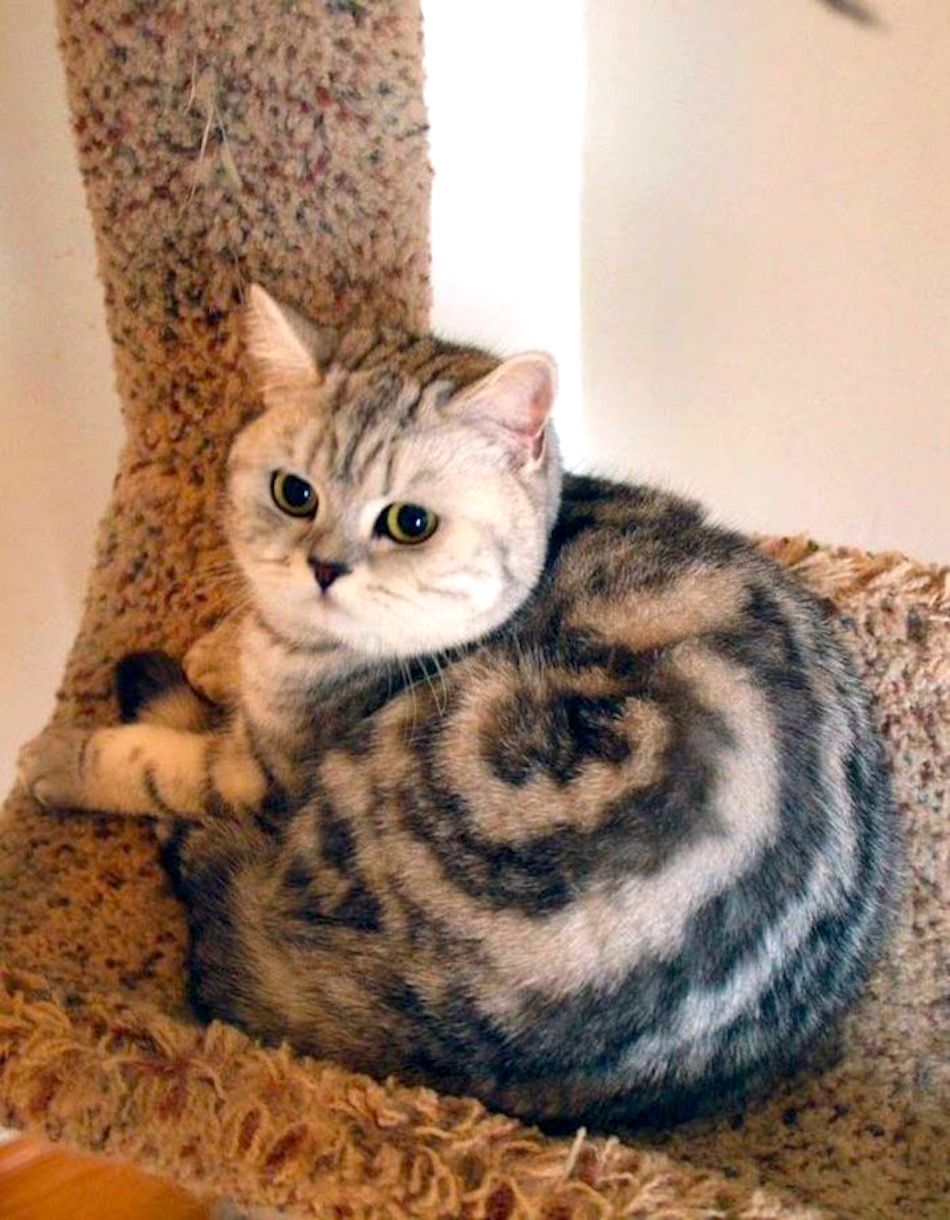 cat-swirl.jpg