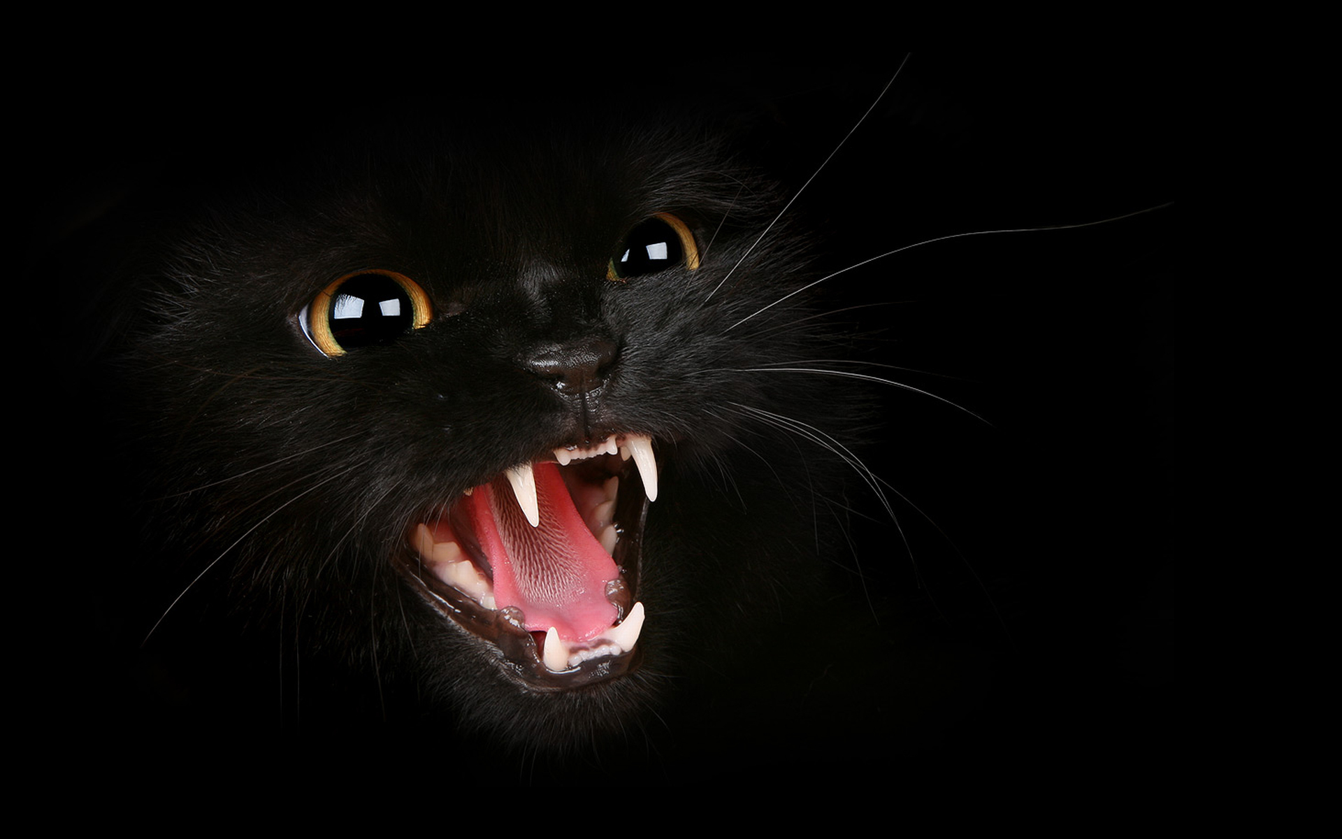 cat-teeth-whiskers-teeth-kotyara-hiss-evil-evil-mustachioed-animal-1.jpg