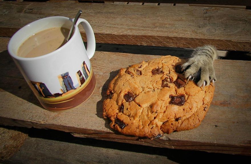 cat-thief-funny-animal-pictures-45__880.jpg