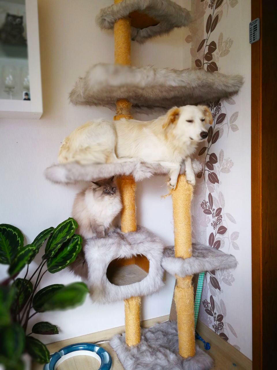 cat-tree.jpg