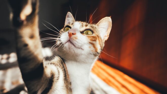 cat-videos-that-are-funny-hp