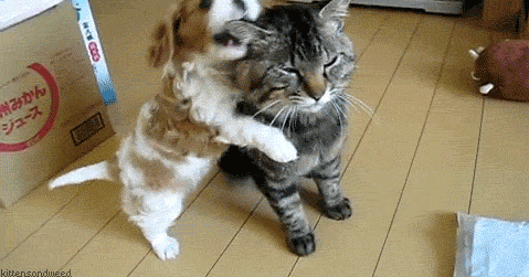 cat.gif