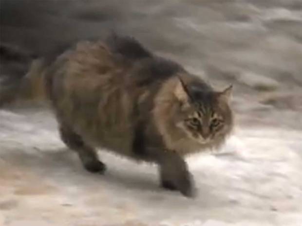 cat11-4.jpg