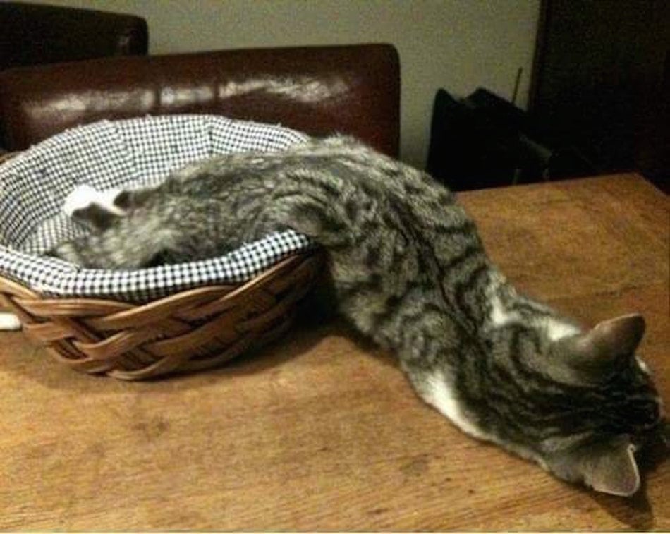 cat4.jpg