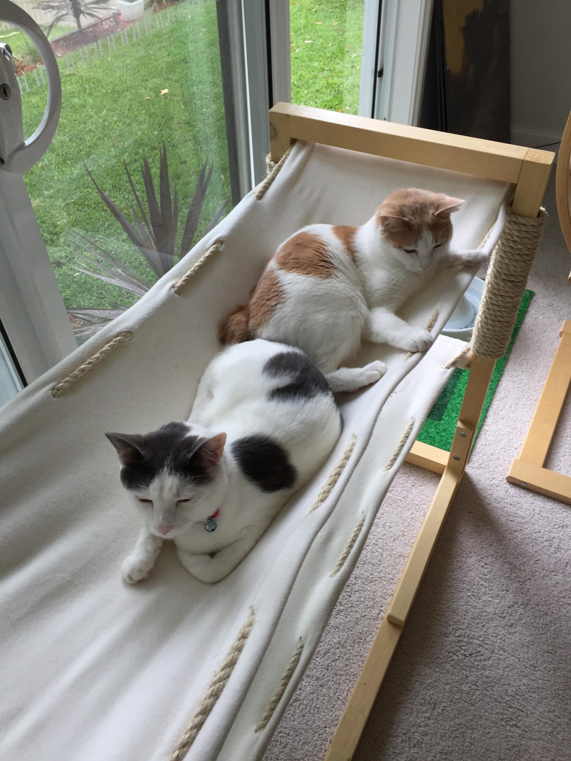 cat8-1.jpg
