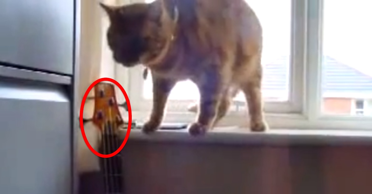 cat_bass_feat copy