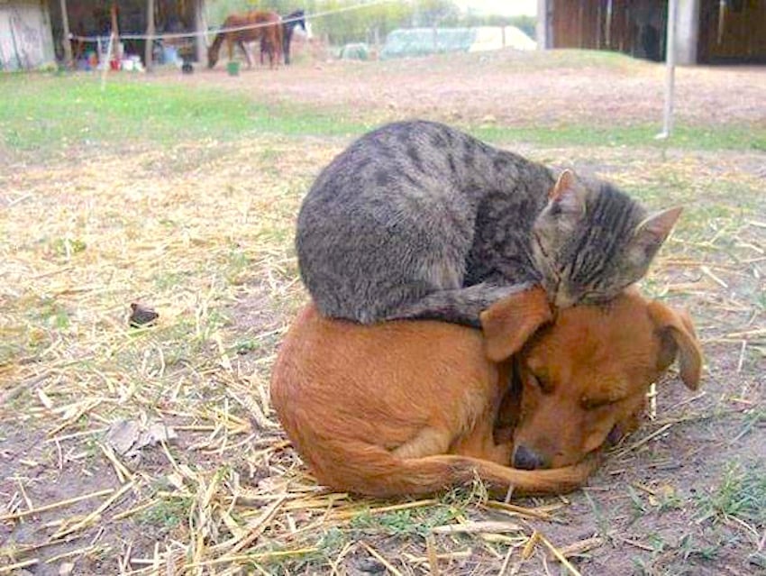 catdog.jpg