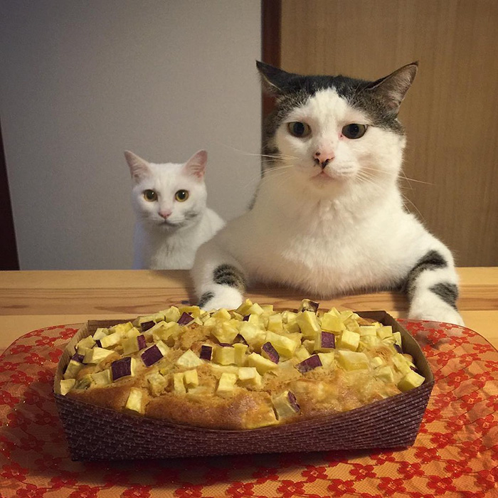 catfood-1.jpg