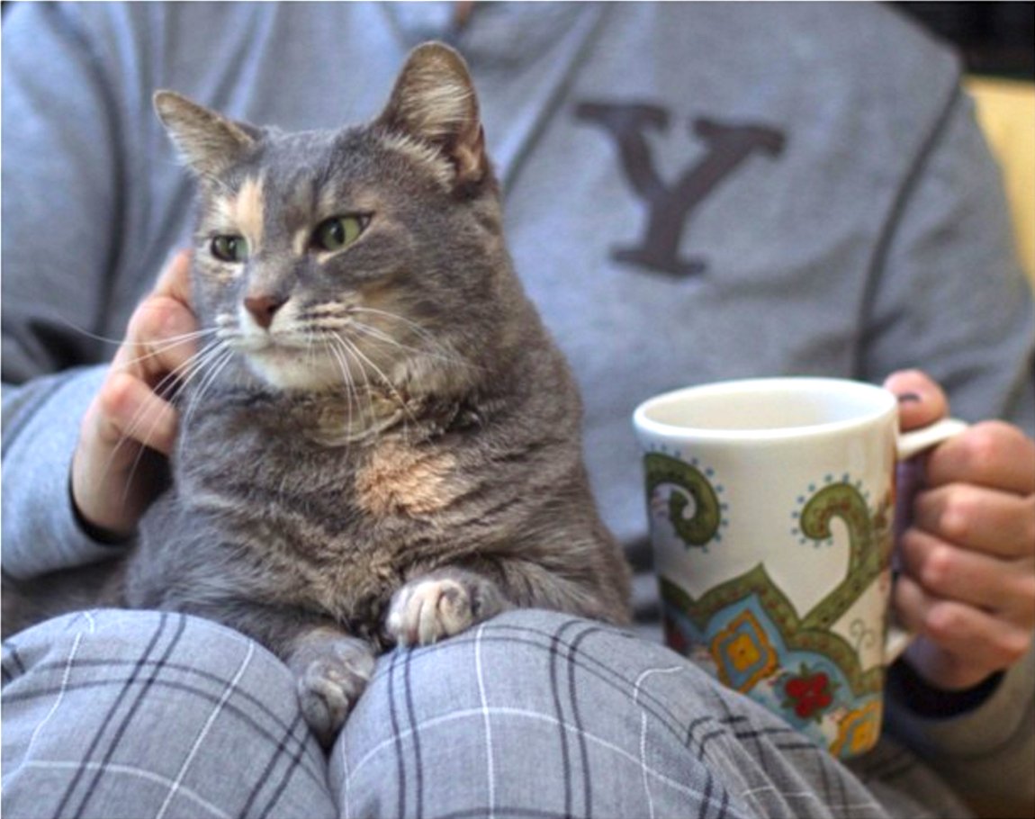 catprom_j.jpg